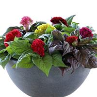 Brainiac Maxi Mix Celosia