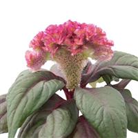 Brainiac Think Pink Celosia