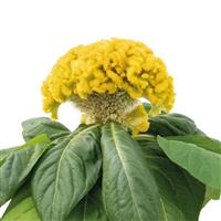 Brainiac Lightning Yellow Celosia