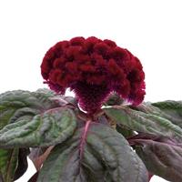 Brainiac Raven Red Celosia