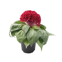Brainiac Robo Red Celosia