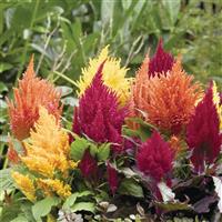 Fashion Look Mix Celosia