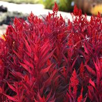 Dragon’s Breath Celosia