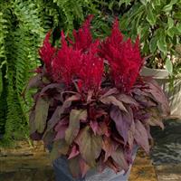 Dragon’s Breath Celosia