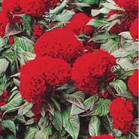 Prestige Scarlet Celosia