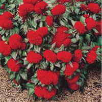 Prestige Scarlet Celosia