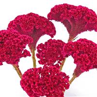 Tornado Red Celosia