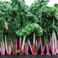 Peppermint Swiss Chard