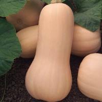 Butternut Canesi Squash