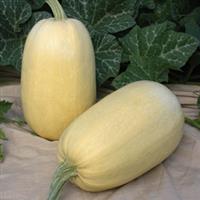 Tivoli Squash