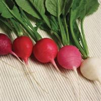 Easter Egg Mix II Radish
