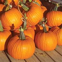 Skidoo Gold Pumpkin