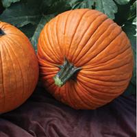 Mrs. Wrinkles Pumpkin