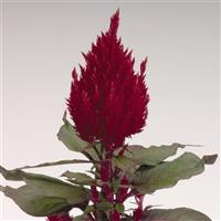 New Look Celosia