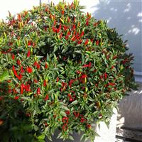 Demon Red Pepper