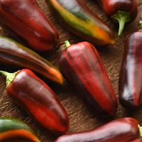 Mocha Swirl Pepper