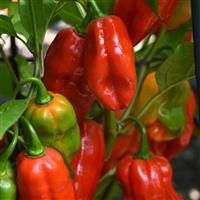 Roulette Pepper