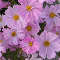 Apollo Lovesong Cosmos