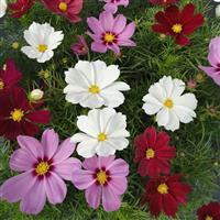 Cassanova Mix Cosmos