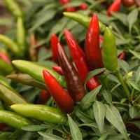 Quickfire Pepper