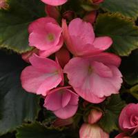 Betulia Candy Pink Begonia Vegetative
