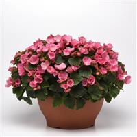 Betulia Candy Pink Begonia Vegetative