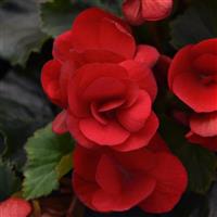 Betulia Red Begonia Vegetative
