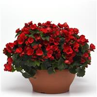 Betulia Red Begonia Vegetative