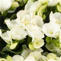 Betulia White Begonia Vegetative