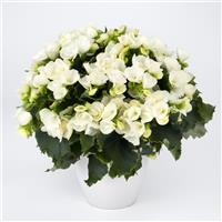 Betulia White Begonia Vegetative
