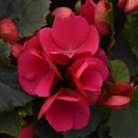 Betulia Bright Pink Begonia Vegetative