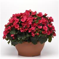 Betulia Bright Pink Begonia Vegetative