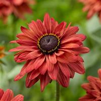Rudbeckia August™ Flame
