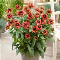 Rudbeckia August™ Flame