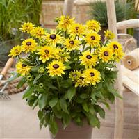 Rudbeckia August™ Glow