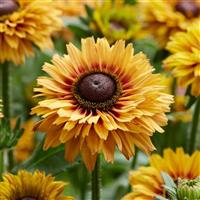 Rudbeckia August™ Sun