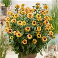 Rudbeckia August™ Sun