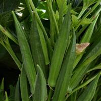 Baby Bubba Okra