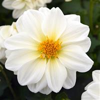 Figaro™ White Dahlia