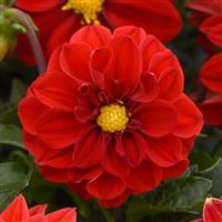Figaro™ Red Shades Dahlia