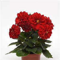 Figaro™ Red Shades Dahlia