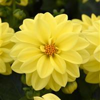 Figaro™ Yellow Shades Dahlia
