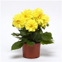 Figaro™ Yellow Shades Dahlia
