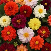 Figaro™ Mixture Dahlia