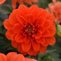 Figaro™ Orange Shades Dahlia