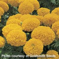Inca Gold African Marigold