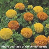 Inca Mix African Marigold