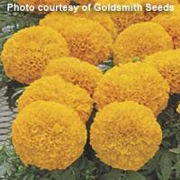 Inca Orange African Marigold
