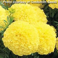 Inca Primrose African Marigold
