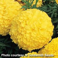 Inca Yellow African Marigold